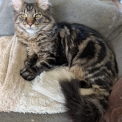 Maine Coon disponible en Indre-et-Loire