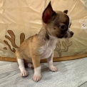 Chiot Chihuahua sans pedigree – prix 690 €.