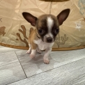 Chiot Chihuahua sans pedigree – prix 690 €.