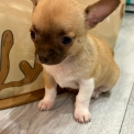 Chiot Chihuahua sans pedigree – prix 690 €.