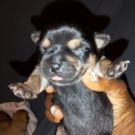 Adoption chiot Chihuahua au prix de 749 €