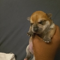 Acheter Chihuahua bébé pour 749 €