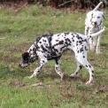 Dalmatien disponible en Eure-et-Loir