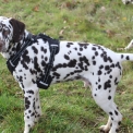 Chiot Dalmatien de race – prix 1000 €.
