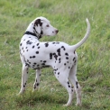 Chiot Dalmatien de race – prix 1000 €.