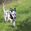 Chiot Dalmatien de race – prix 1000 €.