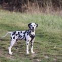 Chiot Dalmatien de race en région Centre-Val de Loire.