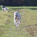 Chiot Dalmatien de race – prix 1000 €.
