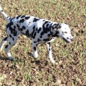 Chien Dalmatien proposée par l’élevage Elevage des dalma d'olympe.