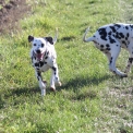 Chiot Dalmatien de race en région Centre-Val de Loire.