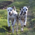 Dalmatien disponible en Eure-et-Loir