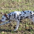 Chien Dalmatien proposé par l’élevage Elevage des dalma d'olympe.