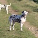 Chien Dalmatien proposé par l’élevage Elevage des dalma d'olympe.