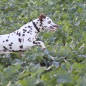 Chien Dalmatien proposé par l’élevage Elevage des dalma d'olympe.