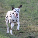 Chiot Dalmatien de race – prix 1000 €.
