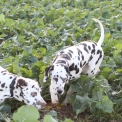 Chien Dalmatien proposé par l’élevage Elevage des dalma d'olympe.