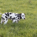 Dalmatien disponible en Eure-et-Loir