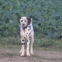 Dalmatien disponible en Eure-et-Loir