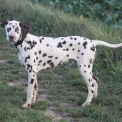 Chien Dalmatien proposé par l’élevage Elevage des dalma d'olympe.