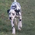Dalmatien disponible en Eure-et-Loir