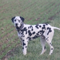 Adoption chiot Dalmatien au prix de 1000 €