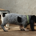 Chien Basset Bleu de Gascogne proposée par l’élevage des vallées longeronnaises.