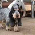 Chiot Basset Bleu de Gascogne de race – prix 850 €.