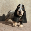 Basset Bleu de Gascogne disponible dans le Maine-et-Loire