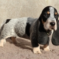 Chiot Basset Bleu de Gascogne de race en région Pays de la Loire.