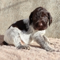 Chiot Griffon d'arrt  poil dur de race LOF avec pedigree  adopter.