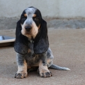 Chien Basset Bleu de Gascogne proposée par l’élevage des vallées longeronnaises.