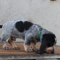 Chiot Basset Bleu de Gascogne de race en région Pays de la Loire.