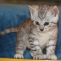 Chaton Chat Bengal de race – prix 1100 €.