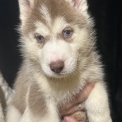 Chiot Husky Sibérien de race – prix 1150 €.