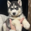 Husky Sibérien disponible en Loire-Atlantique