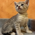 Chaton Chat Savannah de race – prix 1500 €.