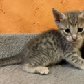 Chaton Chat Savannah de race – prix 1500 €.
