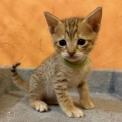 Chaton Chat Savannah de race – prix 1500 €.