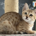 Chat Savannah disponible en Haute-Garonne