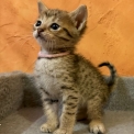 Chat Savannah disponible en Haute-Garonne