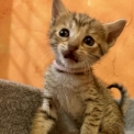 Chaton Chat Savannah de race  en région Occitanie.