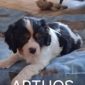 Adoption chiot Cavalier King Charles au prix de 1500 €