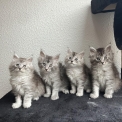Chaton Maine Coon de race – prix 1300 €.
