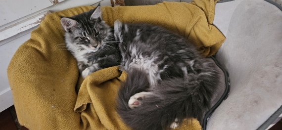 Petit m�le Maine Coon n� le 21/06/2025 est propos� � vendu 1000 �.