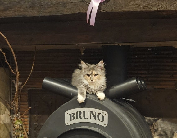 Petite femelle Maine Coon née le 12/08/2025 est proposée – vendue 1100 €.