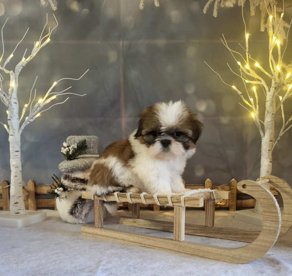 Petite femelle Shih Tzu née le 05/10/2025 est proposée – vendue 1600 €.