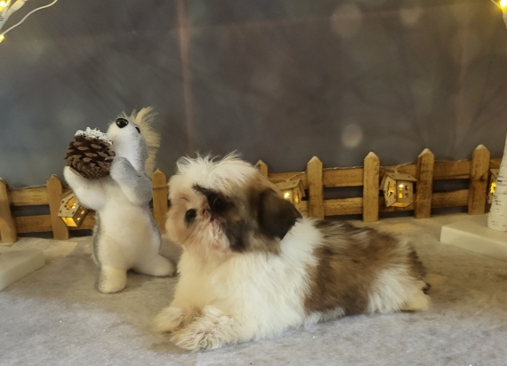 Petite femelle Shih Tzu née le 01/10/2025 est proposée – vendue 1600 €.