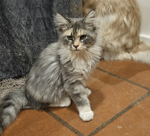 Petite femelle Maine Coon née le 12/08/2025 est proposée – vendue 1100 €.