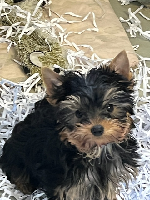 Petit mâle Yorkshire Terrier né le 03/08/2025 est proposé – vendu 1200 €.