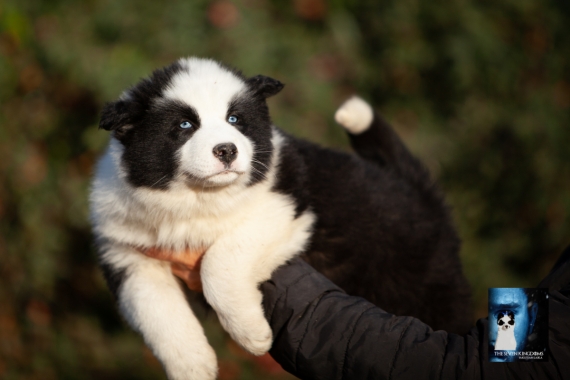 Petite femelle Laika de Yakoutie née le 14/10/2025 est proposée – vendue 1650 €.